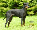 Manchester Terrier 8W12D-18